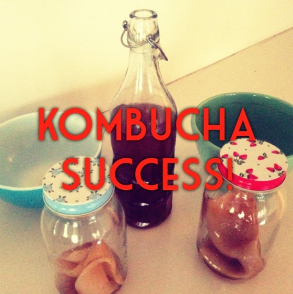 Scoby hasn't been used in two years? Safe to use or start over? : r/Kombucha