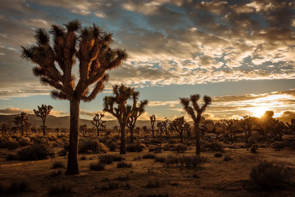 image 5 Joshua Tree National Park, Palm Springs, California