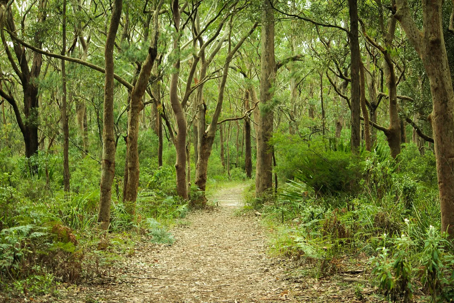 image The Royal National Park Hike, Sydney, Australia